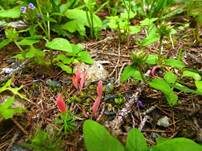 Lachsrosa Keule, Foto 17