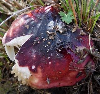 Lackierter Täubling, Foto 3