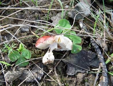 Lackierter Täubling, Foto 5
