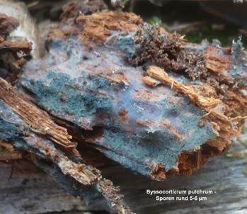 Lagunenblauer Filzrindenpilz, Foto 3