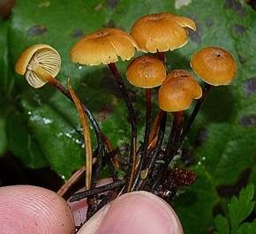 Bitterer Glöckchennabeling, Foto 4
