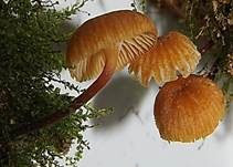 Bitterer Glöckchennabeling, Foto 7