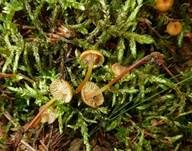 Bitterer Glöckchennabeling, Foto 9