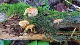 Bitterer Glöckchennabeling, Foto 10
