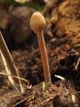 Langstieliger Düngerling, Foto 6
