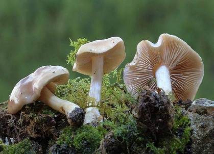 Langstieliger Fälbling, Foto 2