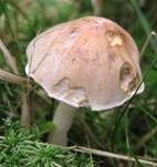 Langstieliger Fälbling, Foto 12