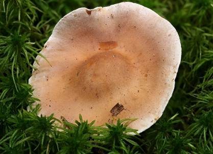 Langstieliger Fälbling, Foto 4