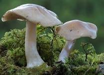 Langstieliger Fälbling, Foto 9