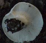Langstieliger Pfeffermilchling, Foto 13