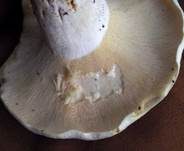 Langstieliger Pfeffermilchling, Foto 22