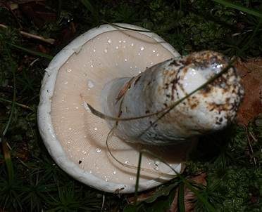 Langstieliger Pfeffermilchling, Foto 5