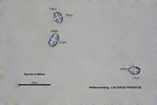 Langstieliger Pfeffermilchling, Foto 33
