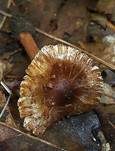 Langstieliger Risspilz, Foto 6