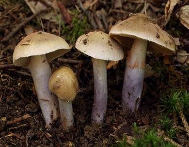 Langstieliger Schleimfuß, Foto 3