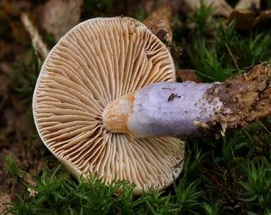 Langstieliger Schleimfuß, Foto 4