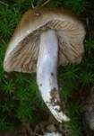 Langstieliger Schleimfuß, Foto 22