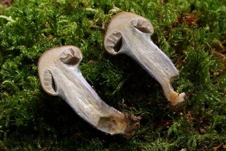 Langstieliger Schleimfuß, Foto 5