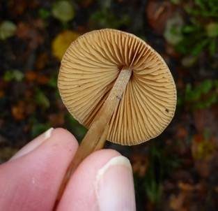 Langstieliges Samthäubchen, Foto 4