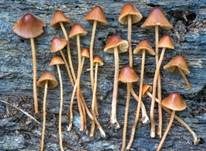 Langstieliges Samthäubchen, Foto 6