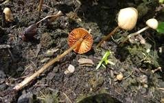 Langstieliges Samthäubchen, Foto 8
