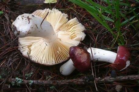 Lärchen Weichtäubling, Foto 2