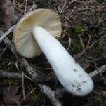 Lärchen Weichtäubling, Foto 5