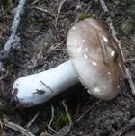Lärchen Weichtäubling, Foto 6