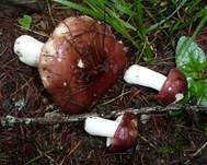 Lärchen Weichtäubling, Foto 7