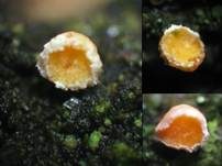Lärchen-Haarbecherchen, Foto 13