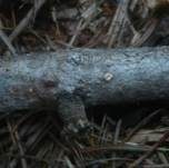Lärchen-Haarbecherchen, Foto 6