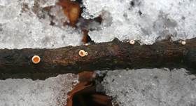 Lärchen-Haarbecherchen, Foto 8