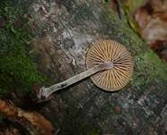 Lärchenhäubling, Foto 6