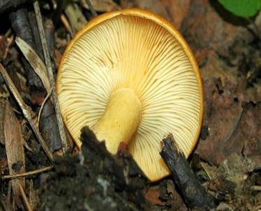 Lärchen-Milchling, Foto 3