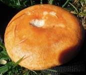 Lärchen-Milchling, Foto 13