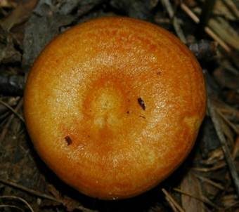 Lärchen-Milchling, Foto 4