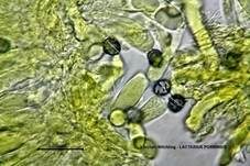 Lärchen-Milchling, Foto 22