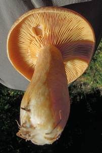 Lärchen-Milchling, Foto 5