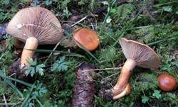 Lärchen-Milchling, Foto 9