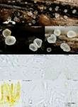Lärchen-Rollhaarbecherchen, Foto 7