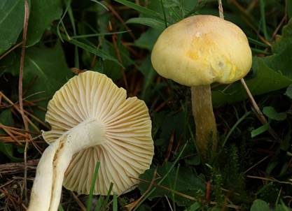 Lärchenschneckling, Foto 2