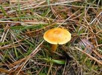 Lärchenschneckling, Foto 12