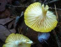 Lärchenschneckling, Foto 7