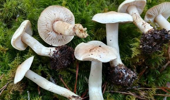 Lästiger Ritterling, Foto 3