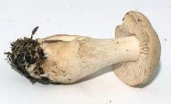Lästiger Ritterling, Foto 25
