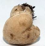 Lästiger Ritterling, Foto 27