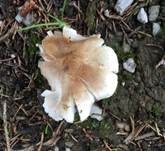Lästiger Ritterling, Foto 5