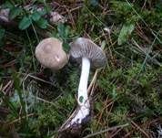 Lästiger Ritterling, Foto 7