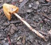 Lederblasses Samthäubchen, Foto 12