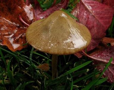 Lederblasses Samthäubchen, Foto 4